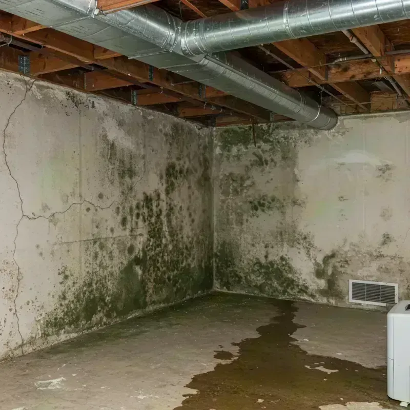 Professional Mold Removal in American Falls, ID